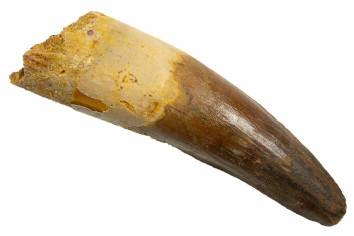 Fossil Spinosaurus Tooth - Real Dinosaur Tooth #330035